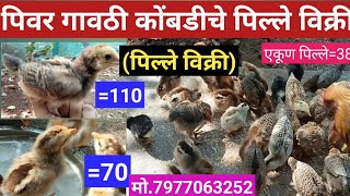 गावरान कोंबडीची पिल्ले विक्री||7977063252