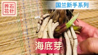 国兰新手：认识海底芽，说说为什么有问题