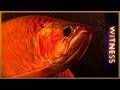 Swimming with dragons : Multi-Million Dollar Fish Farm | Witness