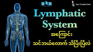 What is Lymphatic System? Explained Clearly for GED Life Science