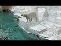 伝説のおやつタイムのあと、さらに追加のおやつとおもちゃ… ホウちゃん 天王寺動物園のホッキョクグマ 2024年3月28日 12時05分〜12時25分