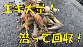 エギングでロストしたエギを大量回収する！第5弾【水中映像】 Pick up a lure and marine garbage  and clean the ocean