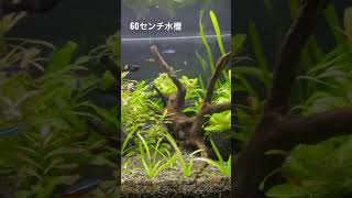 最近始めた60cm水槽　アクアリウム初心者