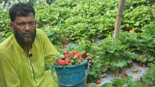 strawberry farming  স্ট্রবেরি চাষ পদ্ধতি । all Tips to Grow a Lot of Strawberries Earn many