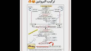 ملخص وحدة أولى علوم (خريطة ذهنية) تركيب بروتين باك 2023🔥💥💥