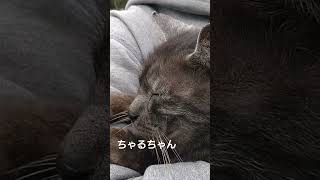 屋久島の日常　眠い…#cat #catlover #ねこ #animals #cat #屋久島 #shorts #sleep