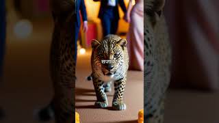 WILD Leopard Hijacks Lucknow Wedding Party! #viralnewstoday  #shorts