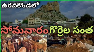 ఉరవకొండలో సోమవారం గొర్రెల సంత//Monday sheep fair at uravakonda#kumarlifestyle #goats