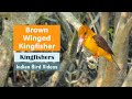 The Brown Winged Kingfisher (Pelargopsis amauroptera) - Indian Bird Videos