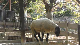 ヒツジの餌やり体験の様子 (五月山動物園) 2017年11月3日