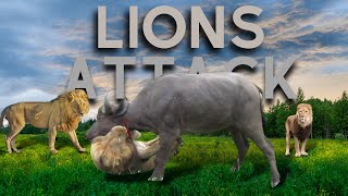 Bull Attack And Funny Animals |Everything world?|