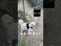 うちの妹凄いんです犬より【関西弁でしゃべる犬】my sister is amazing than a dog 562 大浜公園 ライザップ ミニチュアシュナウザー トイプー shorts