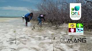 Bahamas Mangrove Restoration Project | Bonefish \u0026 Tarpon Trust