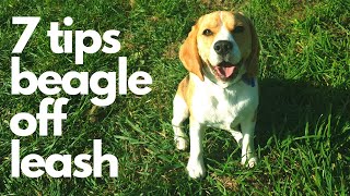 7 Tips for a Beagle Off Leash