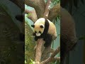 日本の飼育員さん絶賛！シンガポールの動物園 shorts zoo 1グランプリ riverwonders