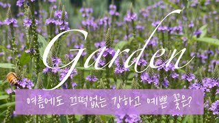 [Garden] 여름에도 끄떡없는 강하고 예쁜 꽃은? | 식물 추천, 노지 가드닝, 여름 초화류