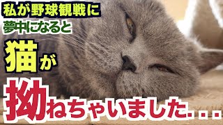 猫の拗ねてる姿が可愛すぎた…笑〜野球TV観戦編〜