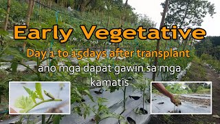 Kamatis Farming ano ang kailangan gawin after Transplant. Day 1 to 15