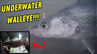 Ice Walleye Fishing With Underwater Camera INSANE Underwater Footage!!