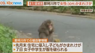 那珂川市でまたサル出没　３０代女性けが