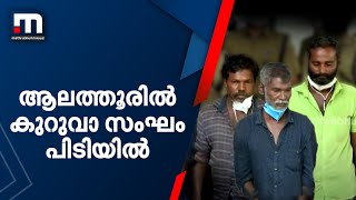 ആലത്തൂരിൽ കുറുവാ സംഘം പിടിയിൽ  | Mathrubhumi News