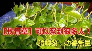 「軟骨草」可以幫到很多人！請轉發，功德無量！信不信由你~ | 新闻24小时