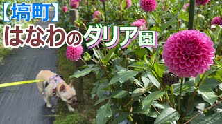 【塙町】はなわのダリア園に行ってきたフレンチブルドッグの親子‼