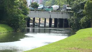 新加坡野生水獭 City In Nature_ The 2A1J6pups Smooth-coated Otters_ 13 Feb 2025_ Singapore_11.01am