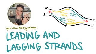 Leading and Lagging Strands - What's the Difference? Label Leading and Lagging Strands!