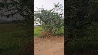 రైతన్న ఎంత కష్టపడతాడు 🌾🌾