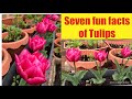 Seven amazing fun facts of tulips 🌷