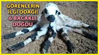 Kuzu, 6 Bacaklı Doğdu