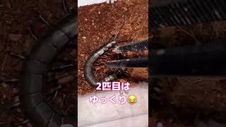 ムカデ(ハイナンブラックタイガーレッグ)捕食動画😎 #ムカデ#奇蟲#捕食シーン #pets #animals