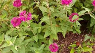 Beebalm- Monarda