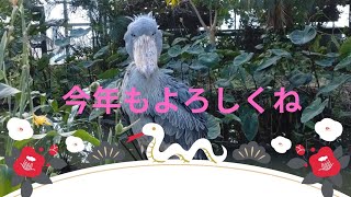 ♡⁠楽しい王国時間ʕ•̀ω•́ʔ✧shoebill ハシビロコウ生態園bigbill ハシビロコウ神戸どうぶつ王国 bigbill トナカイのリノ カピバラ りす  羊 絶滅危惧種 ボンゴ マリンバ