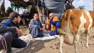في حلقة شراء من بيت فلاح مع البعل النهارده يتعرض لأزمه قلبيه بسبب البقر السيمنتال اللي بيشتريه