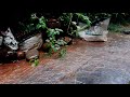 മൺസൂണിലെ മഴ monsoon rain kerala natural sound of rain