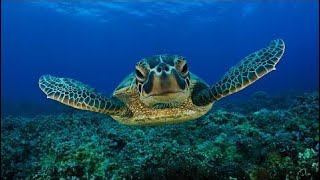 ★❤★ GIANT SEA TURTLES • CORAL REEF FISH • 3 HOURS • BEST RELAX MUSIC • 1080p HD ★❤★
