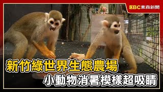 新竹綠世界生態農場 小動物消暑模樣超吸睛