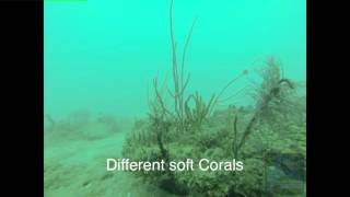 Discovering corals in Iraq