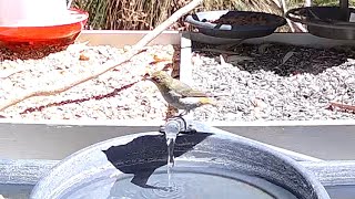 Native Australian Silvereye Bird in 4K - Access Wildlife