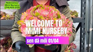 01/04 sen đá mới, nhập khẩu tại Mimi Nursery