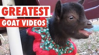 Greatest Goats || Awesome Compilation