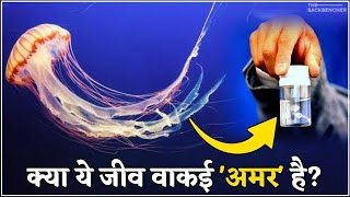 The Immortal Jellyfish: Fact or Fiction? | अमर जेलिफ़िश के रहस्य की खोज | The Backbencher