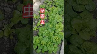 对付菜青虫虽然是老土的方法 但是非常实用 人畜无害