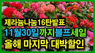 겨울맞이 제라늄 무료나눔 이벤트16탄 발표, 블프 특가세일 11월 30일까지 네이버 예쁜제라늄농장 쇼핑몰에서 70% 파격할인가로 판매🎁랜덤박스4종 3만1천원 무료배송🎁