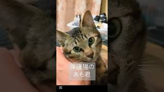 保護猫【あも君】本当は甘えん坊だった、可愛いあも君。#里親募集 #保護猫#ねこのいる生活 #猫のいる暮らし #ねこ動画 #保護ネコ