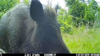 Divočák chycen fotopastí / Wild hog captured by trail camera