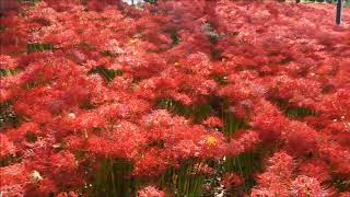 幸手・権現堂堤の彼岸花「曼珠沙華まつり」｜Gongendo Park Cluster amaryllis｜Satte City Saitama Prefecture Japan