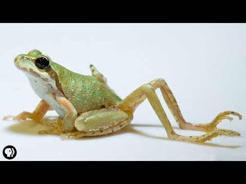 Do frogs have 4 legs?